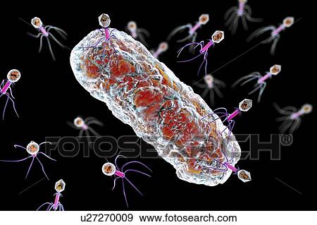 Stock Photo - Bacteriophages infecting bacterium, illustration. Fotosearch