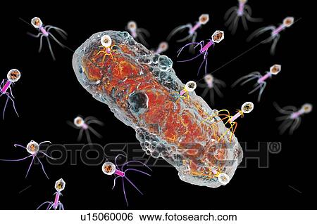 Bacteriophages infecting bacterium, illustration View Large Photo Image Stock Photograph - Bacteriophages infecting bacterium, illustration. Fotosearch