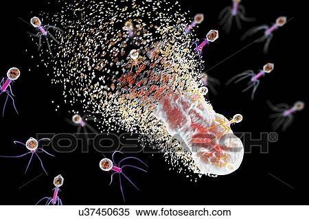Bacteriophages infecting bacterium, illustration View Large Photo Image Stock Photography - Bacteriophages infecting bacterium, illustration. Fotosearch