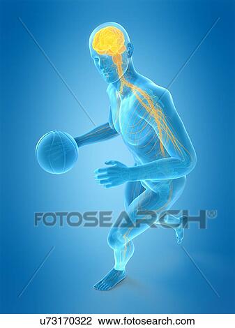 Basketball player, illustration View Large Photo Image Stock Image - Basketball player, illustration. Fotosearch