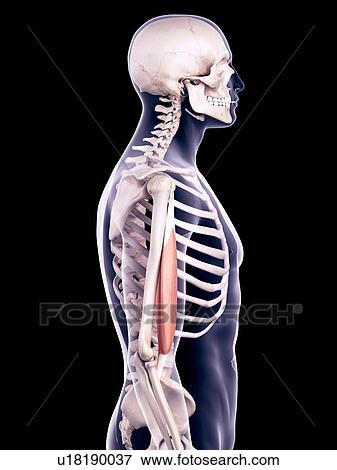 Biceps muscle, illustration View Large Photo Image Stock Photo - Biceps muscle, illustration. Fotosearch