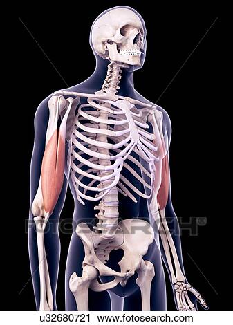Stock Image - Biceps muscles, illustration. Fotosearch