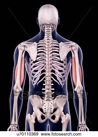 Stock Photo - Biceps muscles, illustration. Fotosearch