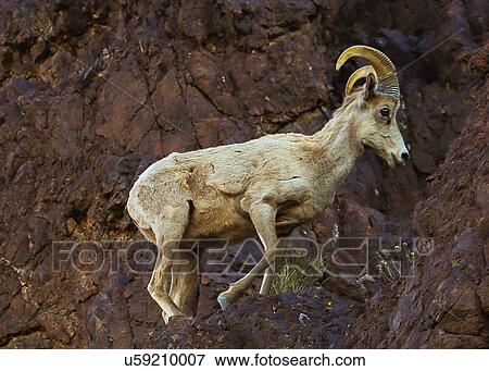 Big Horn Sheep View Large Photo Image Stock Photo - Big Horn Sheep. Fotosearch