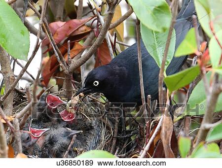 Blackbird View Large Photo Image Stock Photo - Blackbird. Fotosearch