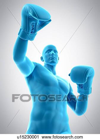 Boxer, illustration View Large Photo Image Stock Image - Boxer, illustration. Fotosearch