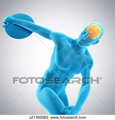 Stock Image - Brain of athlete throwing discus, illustration. Fotosearch