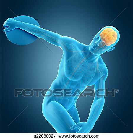 Stock Photo - Brain of athlete throwing discus, illustration. Fotosearch