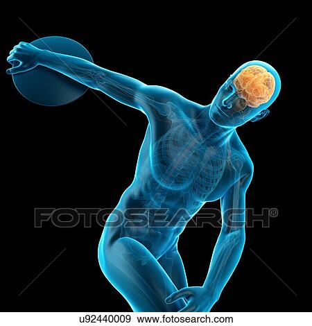Brain of athlete throwing discus, illustration View Large Photo Image Stock Photo - Brain of athlete throwing discus, illustration. Fotosearch