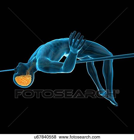 Stock Photo - Brain of person high jumping, illustration. Fotosearch