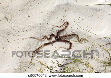 Stock Image - Brittle star in a tidal pool. Fotosearch