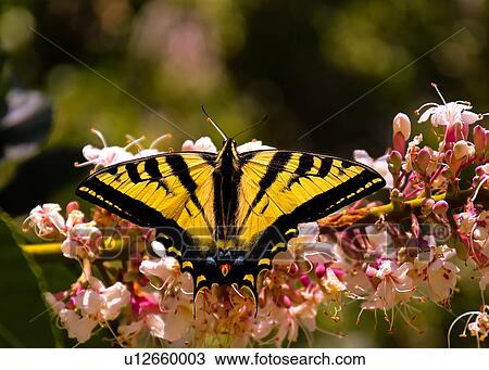 Stock Image - Butterfly. Fotosearch