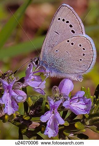 Stock Photograph - Butterfly. Fotosearch