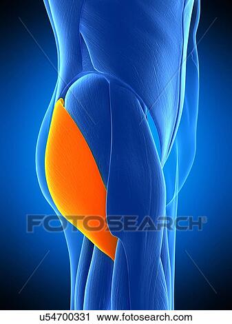 Stock Image - Buttock muscle, illustration. Fotosearch