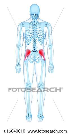 Stock Image - Buttock muscles, illustration. Fotosearch