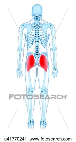 Stock Image - Buttock muscles, illustration. Fotosearch