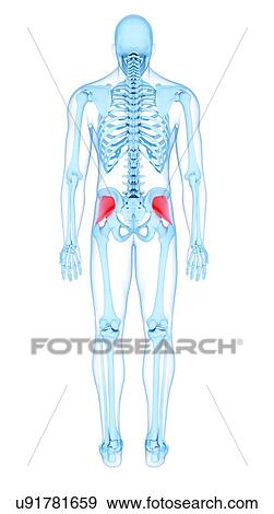 Stock Photo - Buttock muscles, illustration. Fotosearch