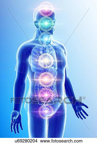 Chakra energy points, illustration View Large Photo Image Picture - Chakra energy points, illustration. Fotosearch