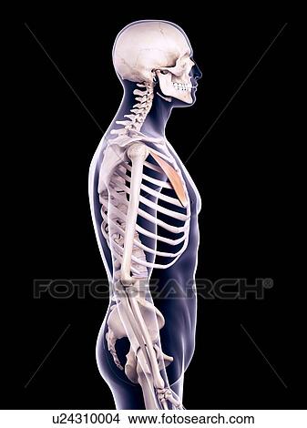 Chest muscle, illustration View Large Photo Image Picture - Chest muscle, illustration. Fotosearch