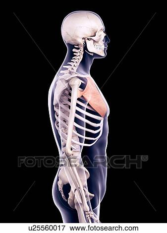 Stock Photo - Chest muscle, illustration. Fotosearch