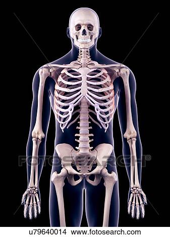 Chest muscles, illustration View Large Photo Image Picture - Chest muscles, illustration. Fotosearch