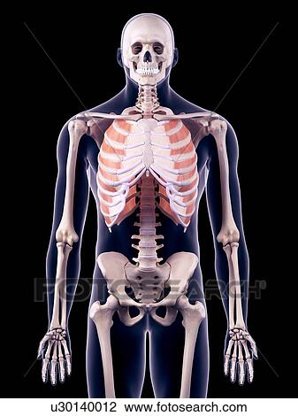 Stock Image - Chest muscles, illustration. Fotosearch