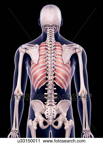 Stock Image - Chest muscles, illustration. Fotosearch