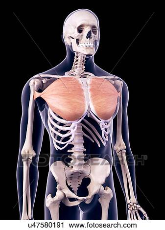Stock Image - Chest muscles, illustration. Fotosearch
