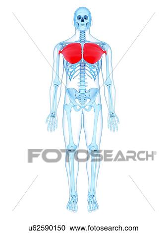 Stock Image - Chest muscles, illustration. Fotosearch