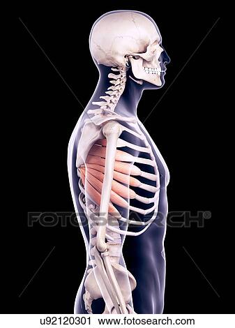 Chest muscles, illustration View Large Photo Image Stock Image - Chest muscles, illustration. Fotosearch