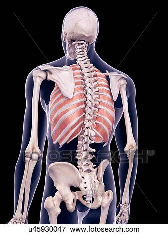 Stock Photo - Chest muscles, illustration. Fotosearch