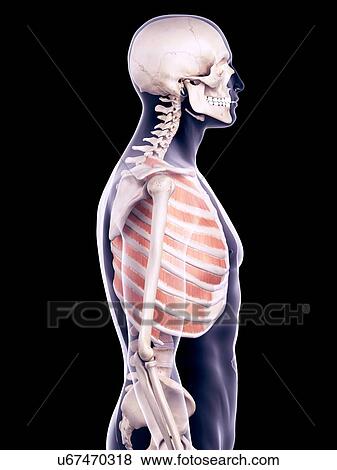 Stock Photo - Chest muscles, illustration. Fotosearch