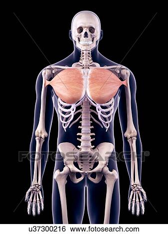 Stock Photograph - Chest muscles, illustration. Fotosearch