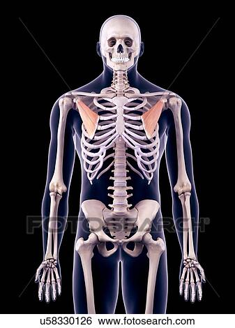 Chest muscles, illustration View Large Photo Image Stock Photograph - Chest muscles, illustration. Fotosearch