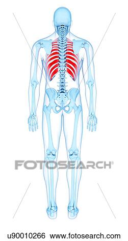 Stock Photograph - Chest muscles, illustration. Fotosearch