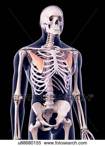 Stock Photography - Chest muscles, illustration. Fotosearch