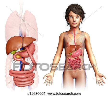 Picture - Child with gastric bypass, illustration. Fotosearch
