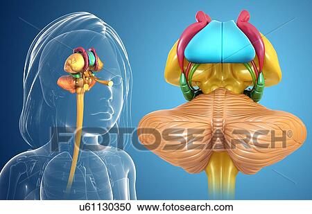 Child's brain anatomy, illustration View Large Photo Image Stock Image - Child's brain anatomy, illustration. Fotosearch
