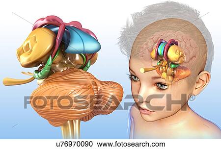 Stock Image - Child's brain anatomy, illustration. Fotosearch