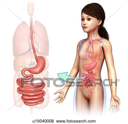 Child's digestive system, illustration View Large Photo Image Stock Photo - Child's digestive system, illustration. Fotosearch