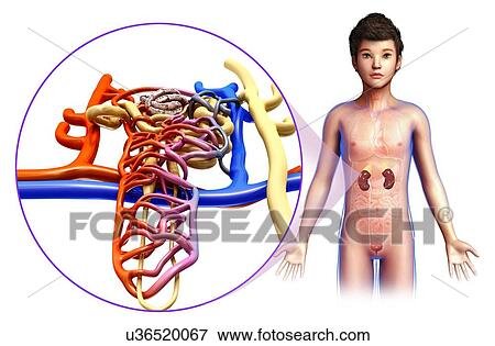 Stock Photo - Child's kidney anatomy, illustration. Fotosearch