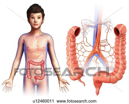 Stock Image - Child's large intestine, illustration. Fotosearch