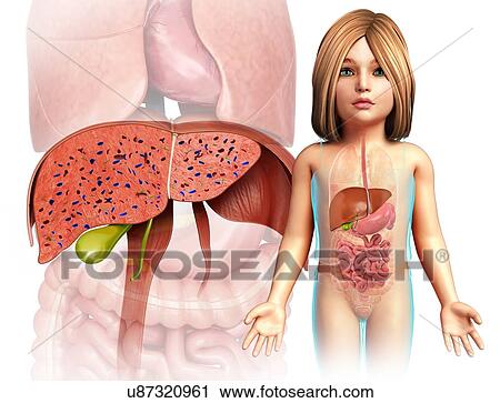 Child's liver anatomy, illustration View Large Photo Image Stock Image - Child's liver anatomy, illustration. Fotosearch