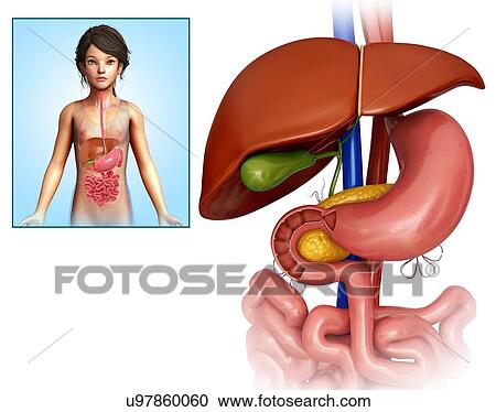 Stock Image - Child's liver and stomach, illustration. Fotosearch