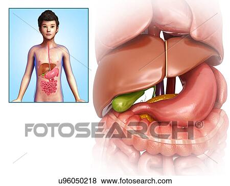 Child's liver and stomach, illustration View Large Photo Image Stock Photo - Child's liver and stomach, illustration. Fotosearch