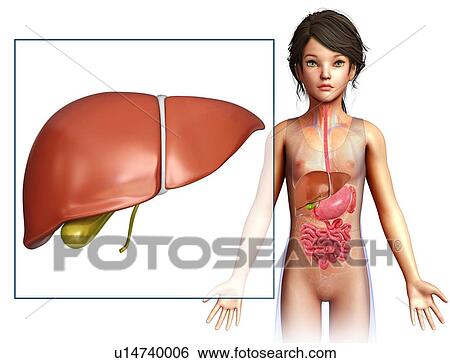 Child's liver, illustration View Large Photo Image Stock Photograph - Child's liver, illustration. Fotosearch