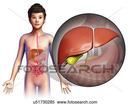 Stock Photography - Child's liver, illustration. Fotosearch