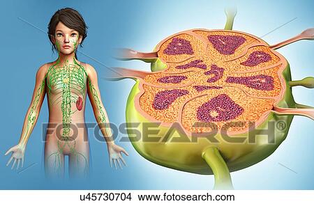 Picture - Child's lymph node, illustration. Fotosearch