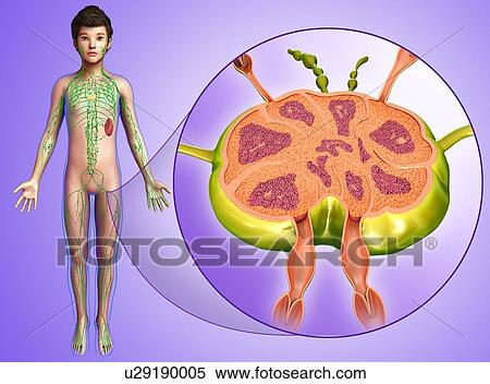 Stock Photography - Child's lymph node, illustration. Fotosearch