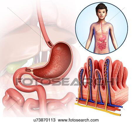 Child's stomach and intestinal villi, illustration View Large Photo Image Stock Image - Child's stomach and intestinal villi, illustration. Fotosearch